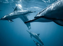 云开体育官网-队记：这边训练量比CBA大&amp;速度更快 杨瀚森未来有起伏也会有高光